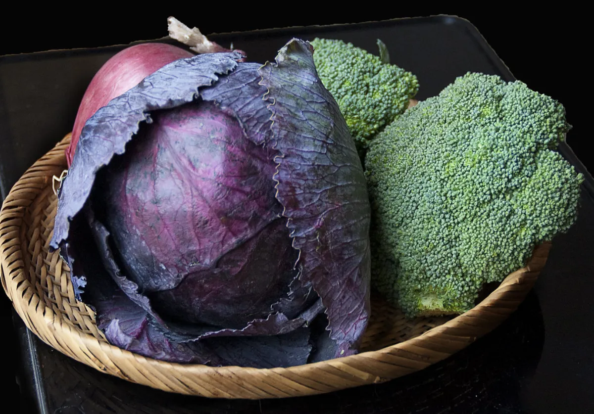 Endives de pleine terre du Cambrésis, culture raisonnée